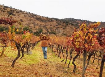 Chile: conhecendo 3 vinícolas do Valle del Maipo no mesmo dia