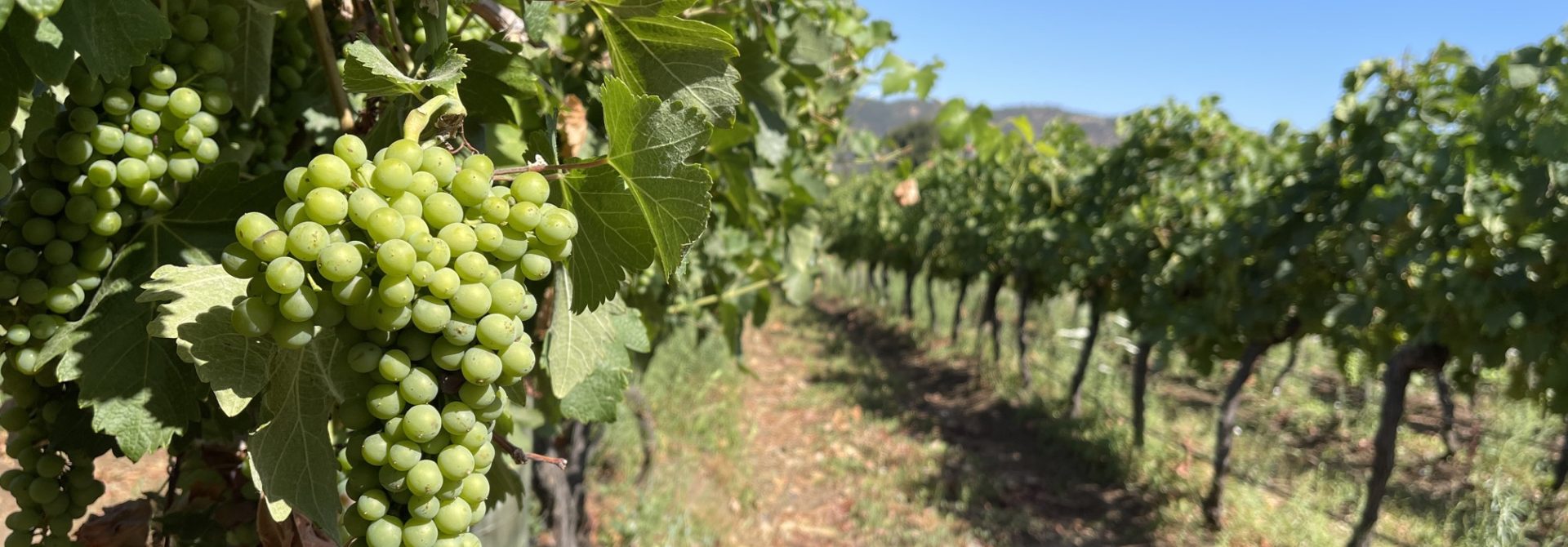 Conheça as melhores vinícolas do Chile: guia completo