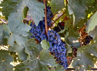 Vendimia 2024: as festas da colheita da uva no Chile